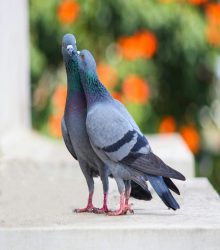 Close-up of two pigeons on a ledge with blurred greenery in Bengaluru, India.