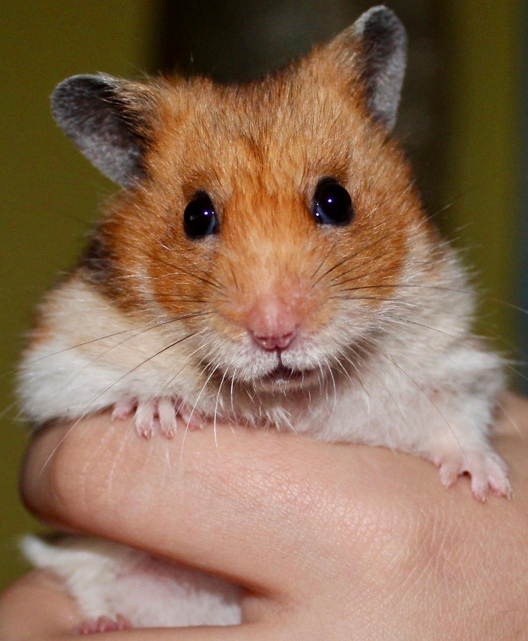 Small Animals hamster, rodent, nature, pet, animal, hammy, holding, tame, golden hamster, paws