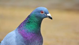 dove, bird, nature, plumage, birds, city pigeon, street pigeon, doves and pigeons