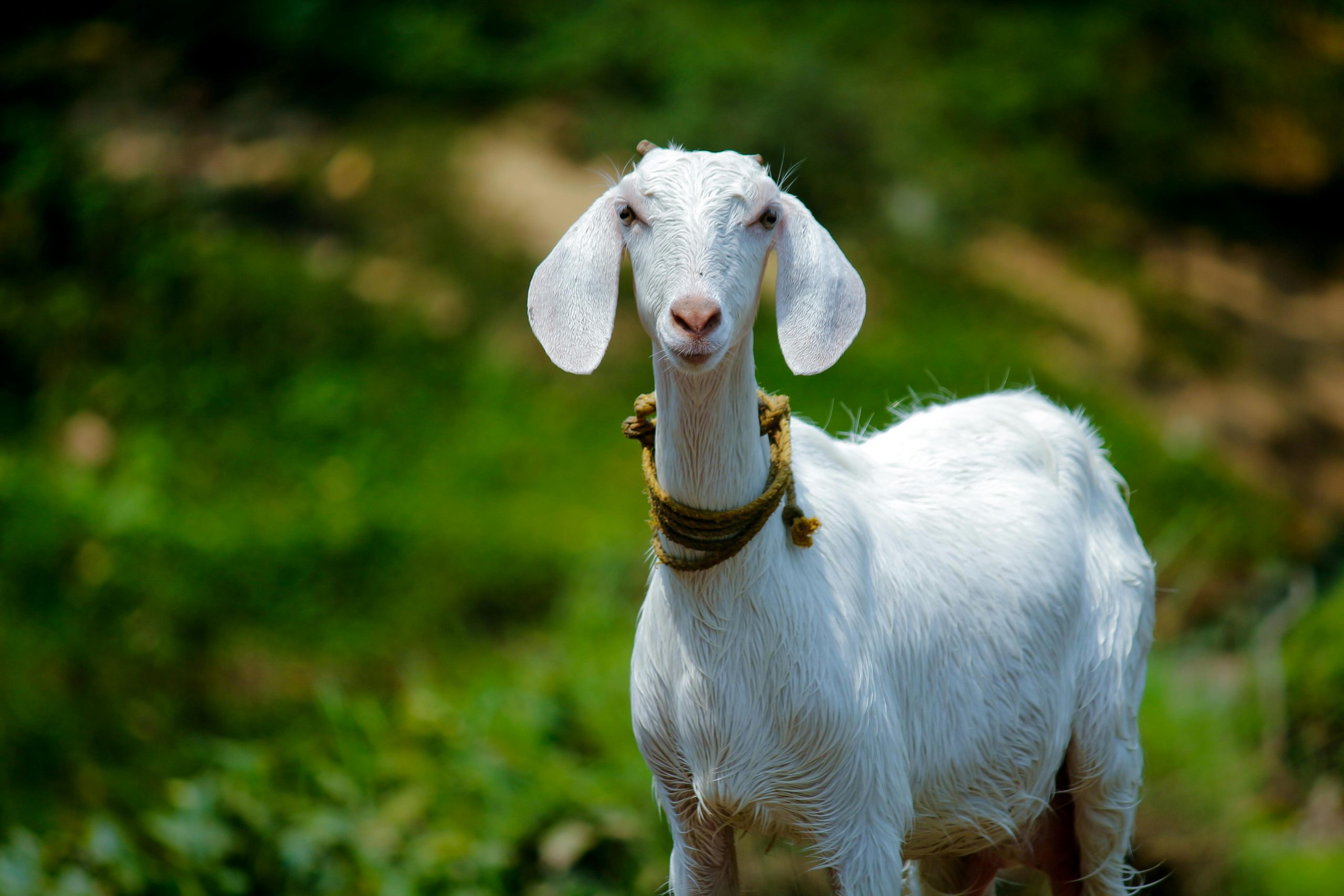 A young white goat looking curiously in a vibrant green outdoor setting, Palakkad, India.