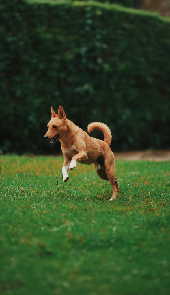 A lively brown dog joyfully running on a vibrant green lawn in daylight, showcasing agility and energy.