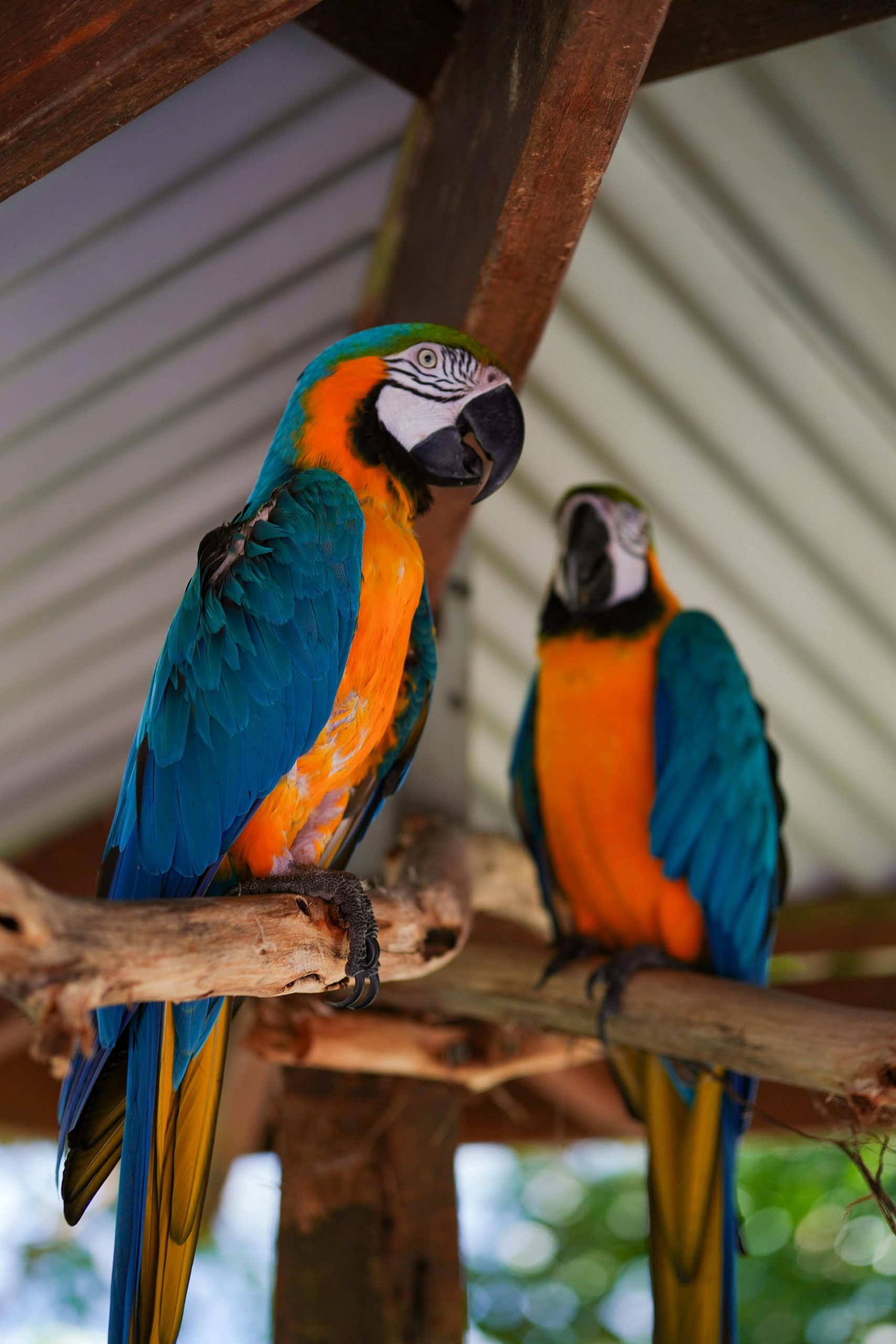 Two colorful blue and gold macaws perched indoors on wooden branches.