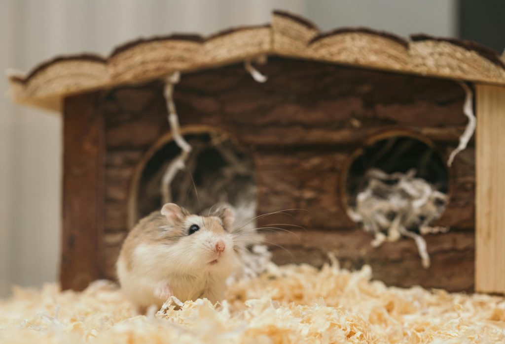 Adorable hamster peeks out of a wooden toy house, surrounded by soft bedding.