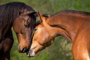 Straights two horses